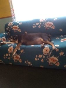 Mebora Premium Sofa Covers photo review